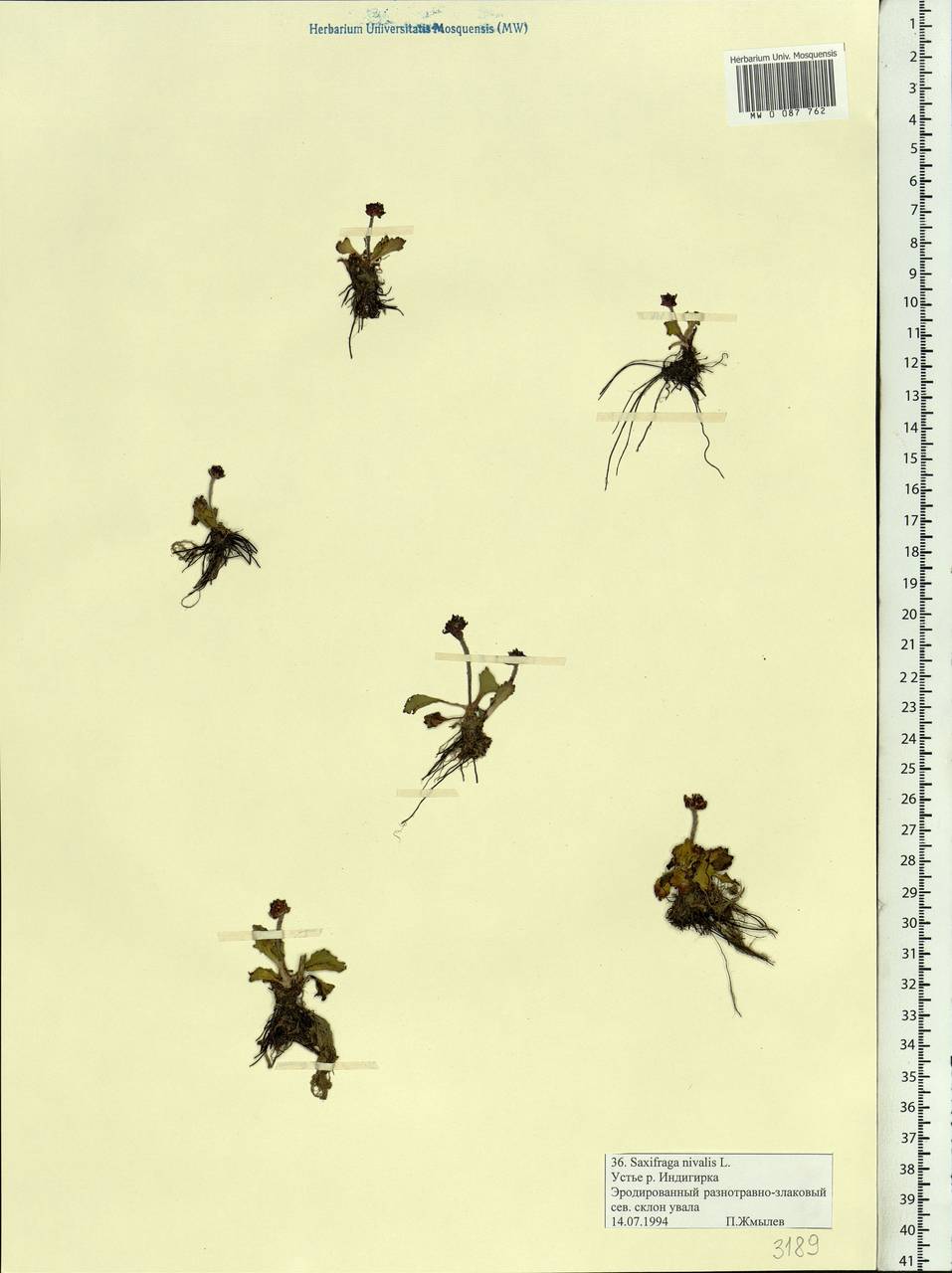 Micranthes nivalis (L.) Small, Siberia, Yakutia (S5) (Russia)