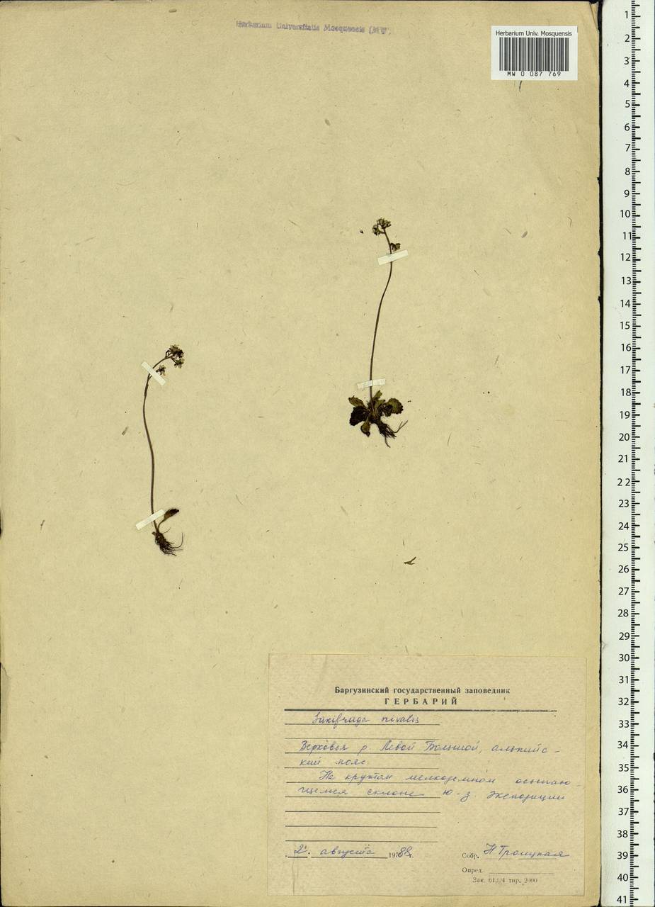 Micranthes nivalis (L.) Small, Siberia, Baikal & Transbaikal region (S4) (Russia)