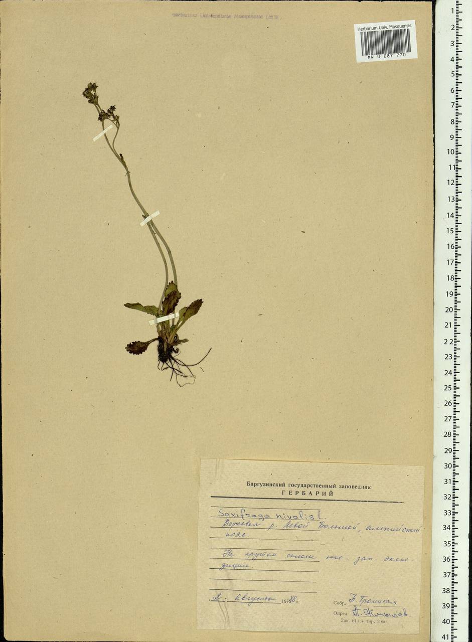 Micranthes nivalis (L.) Small, Siberia, Baikal & Transbaikal region (S4) (Russia)