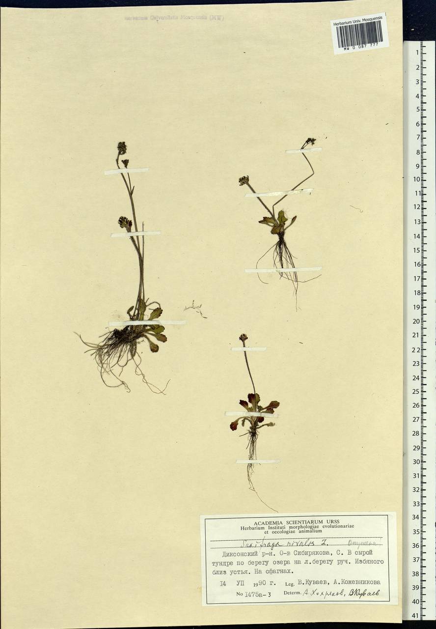 Micranthes nivalis (L.) Small, Siberia, Central Siberia (S3) (Russia)