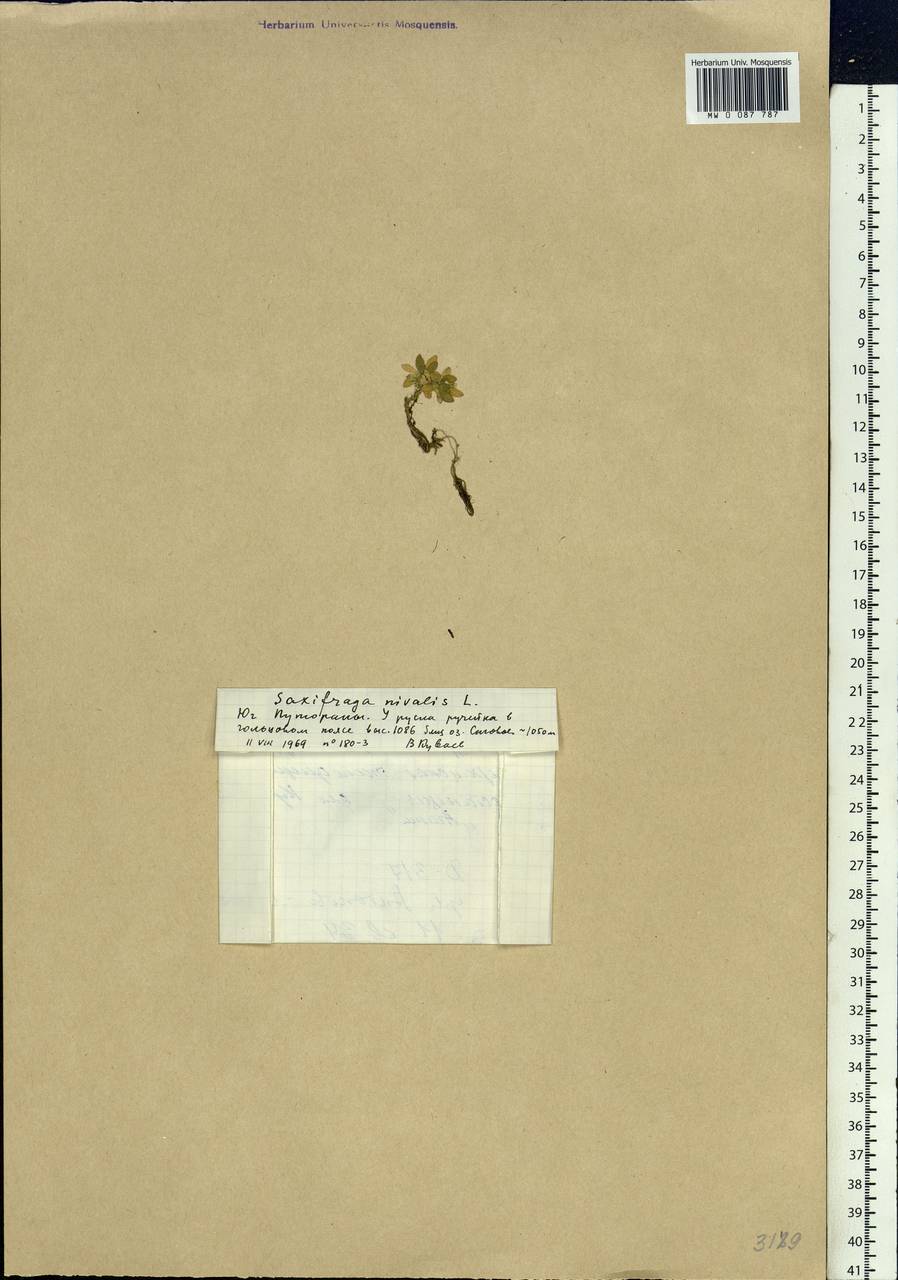 Micranthes nivalis (L.) Small, Siberia, Central Siberia (S3) (Russia)