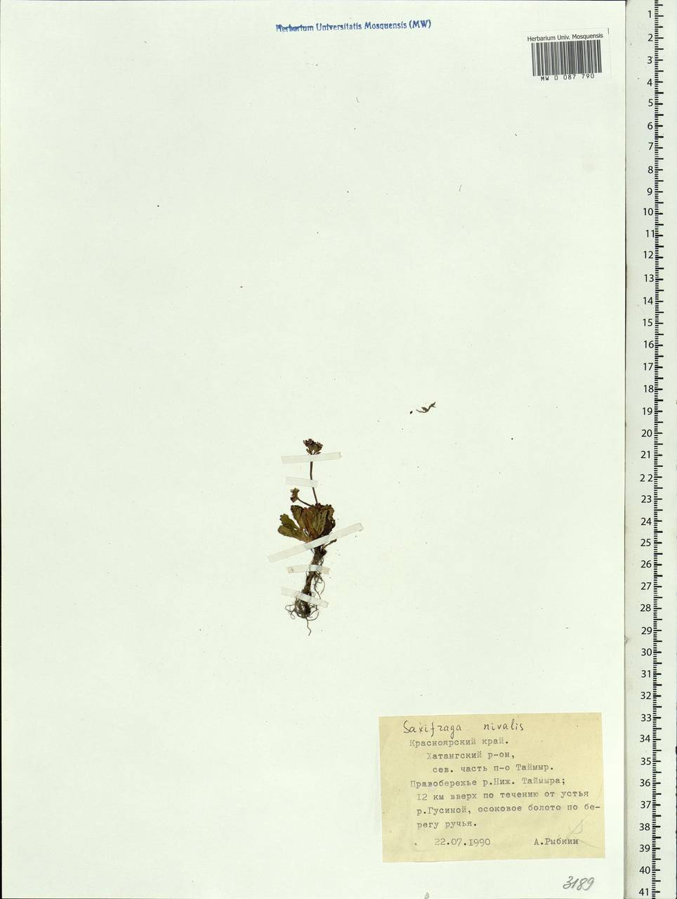 Micranthes nivalis (L.) Small, Siberia, Central Siberia (S3) (Russia)