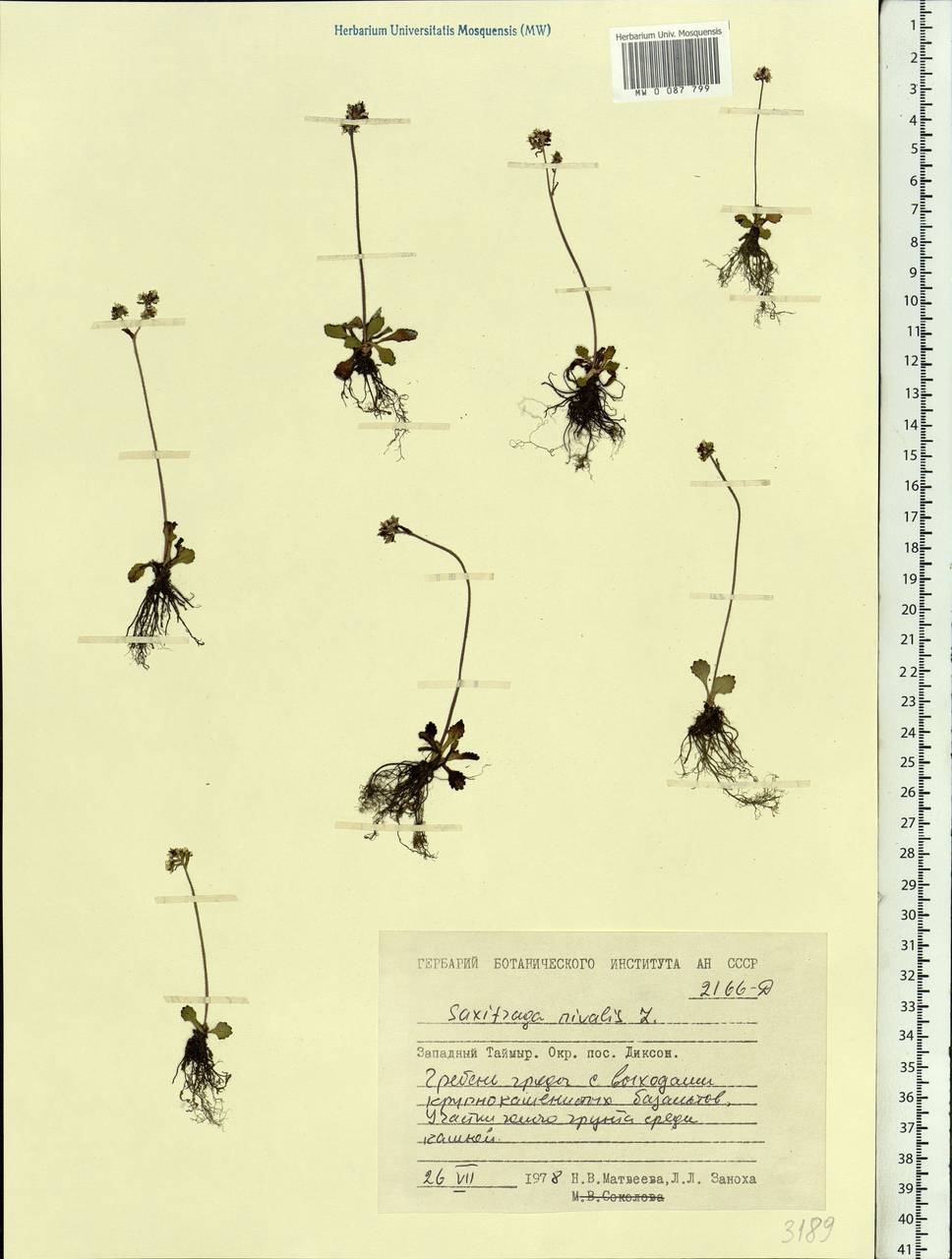 Micranthes nivalis (L.) Small, Siberia, Central Siberia (S3) (Russia)