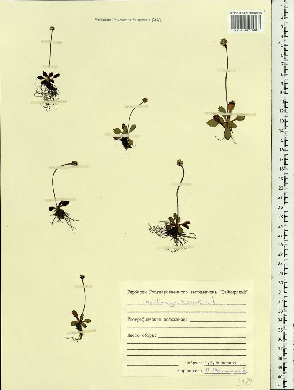 Micranthes nivalis (L.) Small, Siberia, Central Siberia (S3) (Russia)