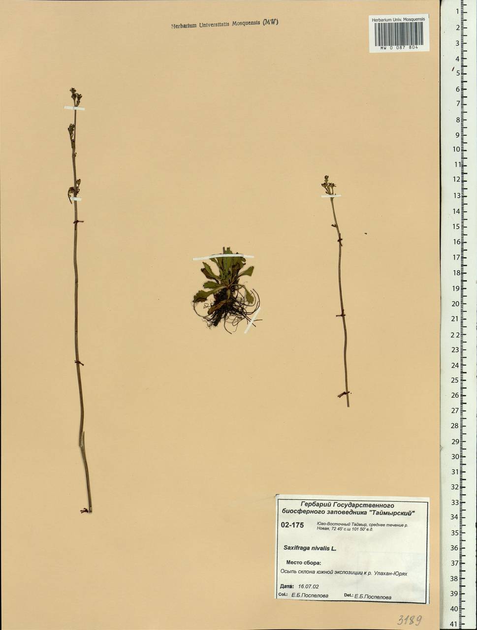 Micranthes nivalis (L.) Small, Siberia, Central Siberia (S3) (Russia)