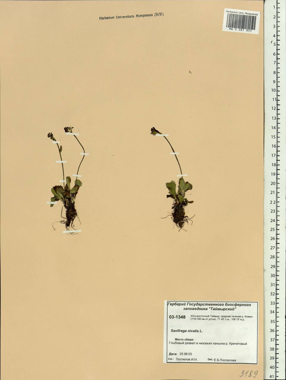 Micranthes nivalis (L.) Small, Siberia, Central Siberia (S3) (Russia)