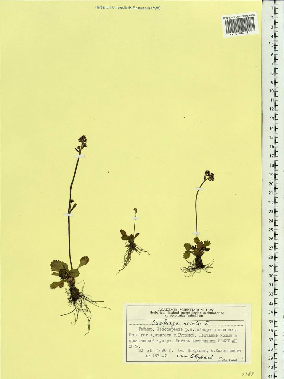 Micranthes nivalis (L.) Small, Siberia, Central Siberia (S3) (Russia)
