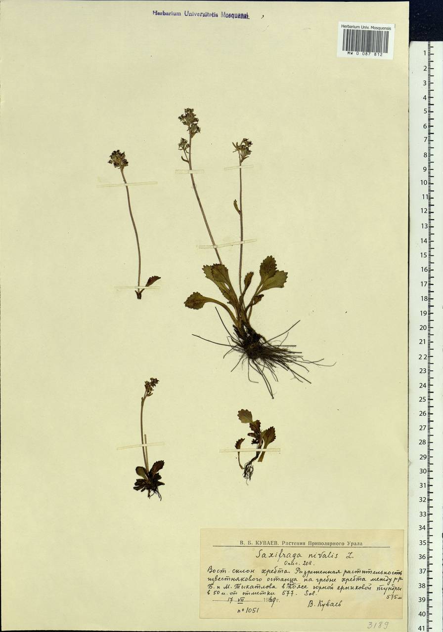 Micranthes nivalis (L.) Small, Siberia, Western Siberia (S1) (Russia)