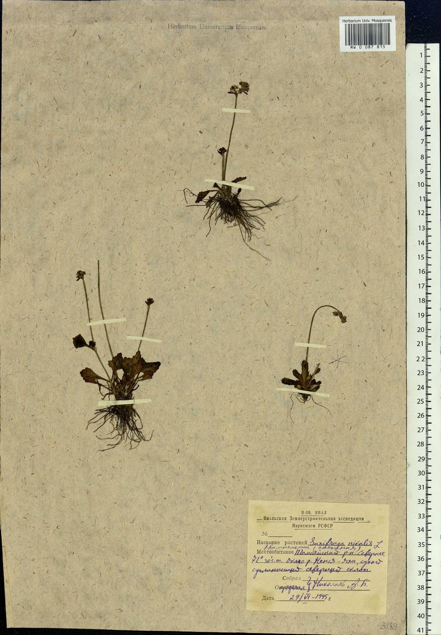 Micranthes nivalis (L.) Small, Siberia, Western Siberia (S1) (Russia)