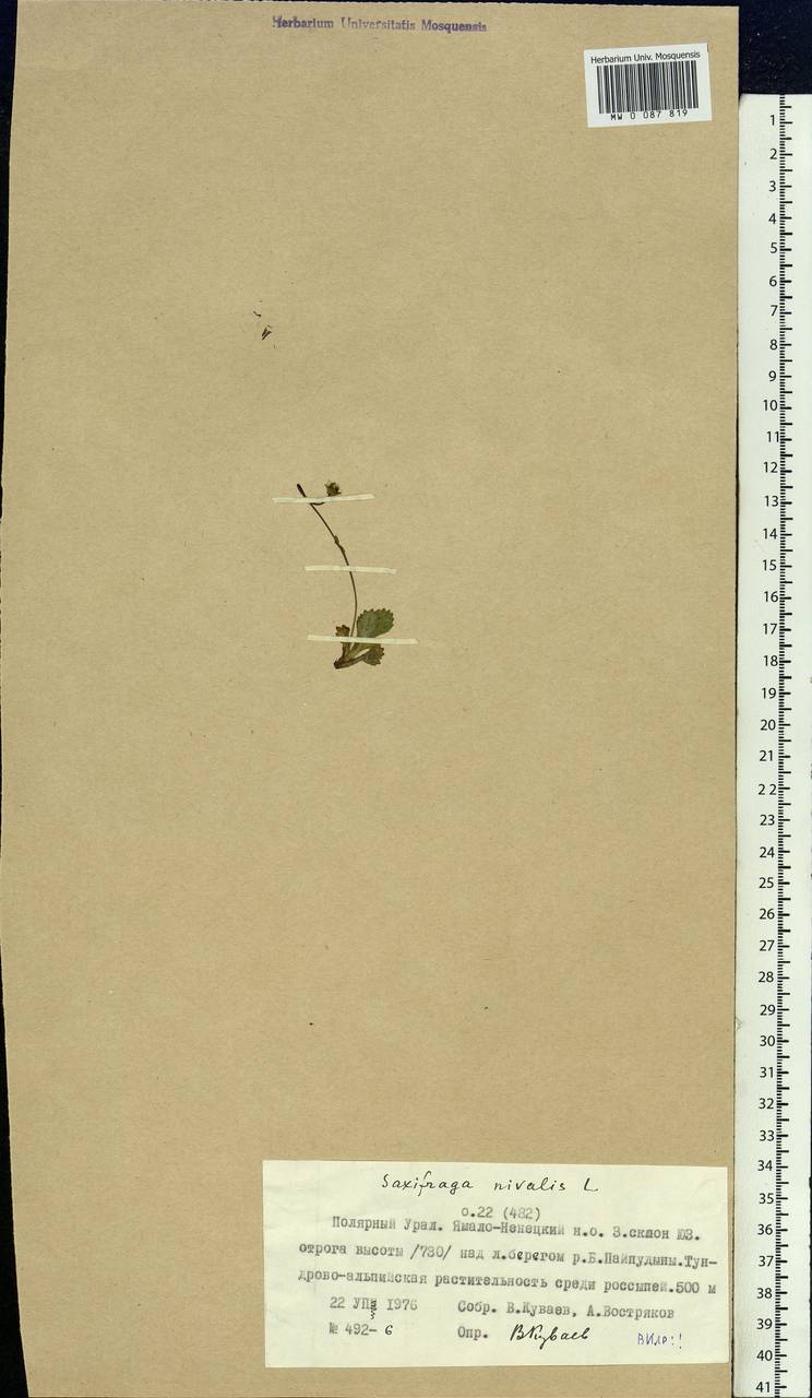 Micranthes nivalis (L.) Small, Siberia, Western Siberia (S1) (Russia)