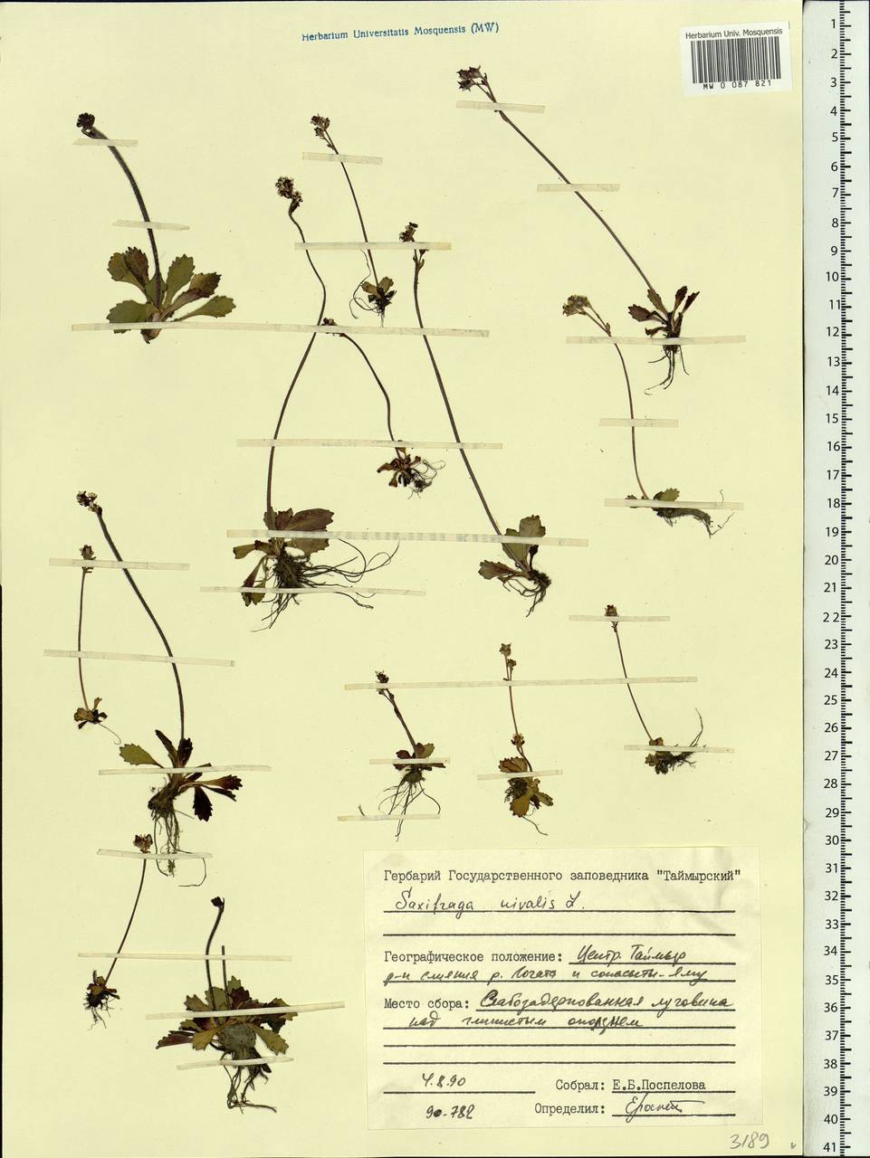 Micranthes nivalis (L.) Small, Siberia, Central Siberia (S3) (Russia)