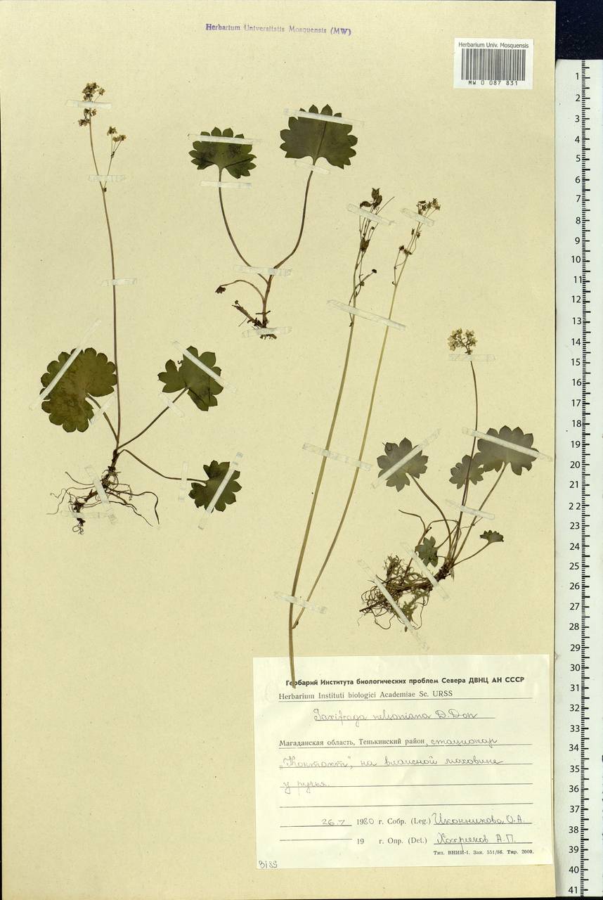 Micranthes nelsoniana subsp. nelsoniana, Siberia, Chukotka & Kamchatka (S7) (Russia)