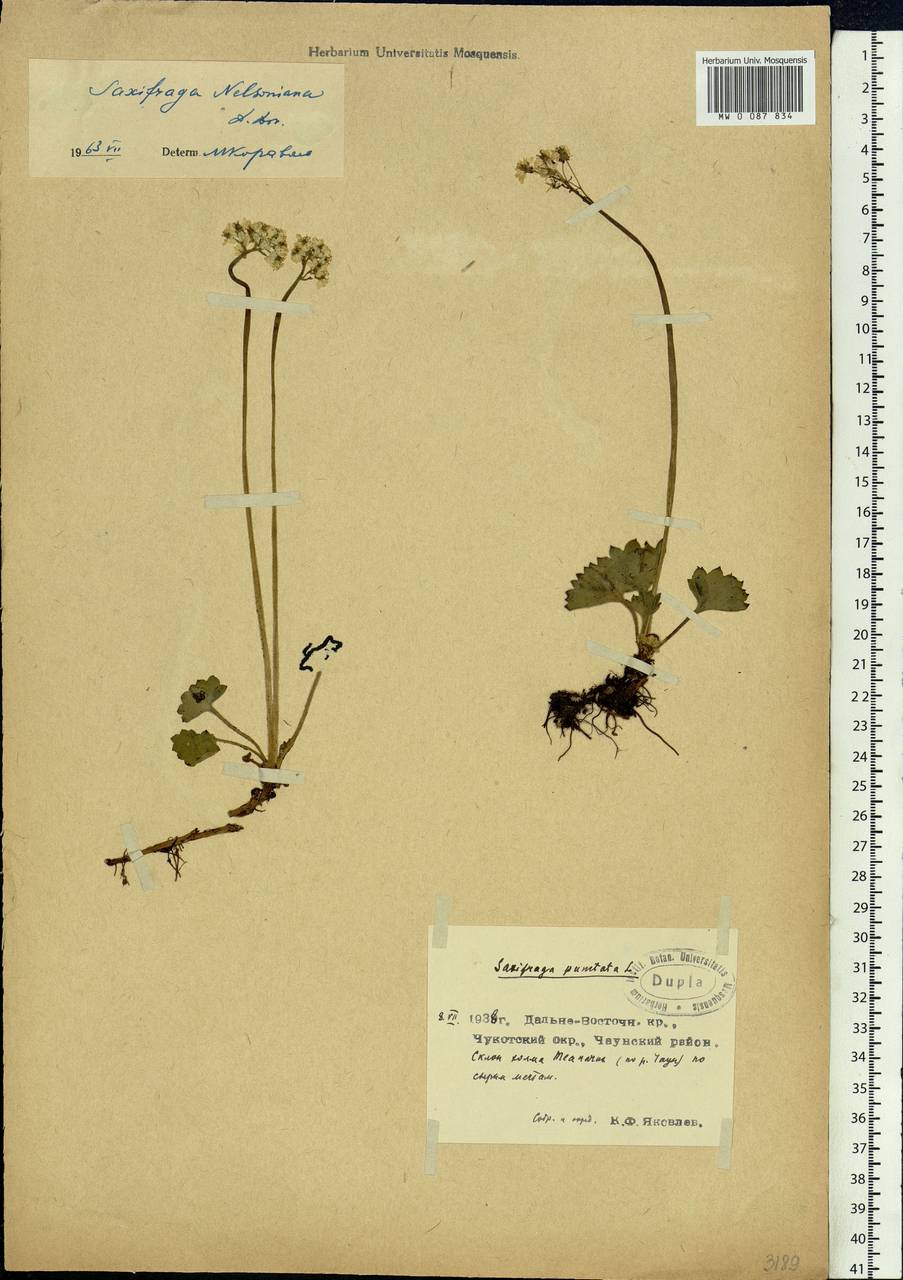 Micranthes nelsoniana subsp. nelsoniana, Siberia, Chukotka & Kamchatka (S7) (Russia)