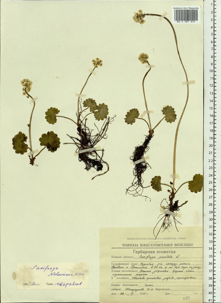 Micranthes nelsoniana subsp. nelsoniana, Siberia, Chukotka & Kamchatka (S7) (Russia)