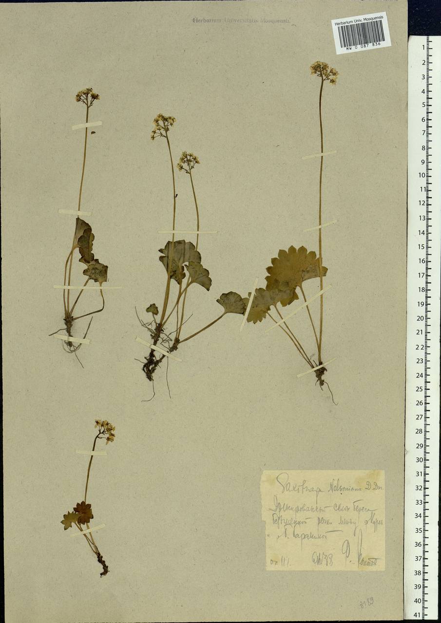 Micranthes nelsoniana subsp. nelsoniana, Siberia, Chukotka & Kamchatka (S7) (Russia)