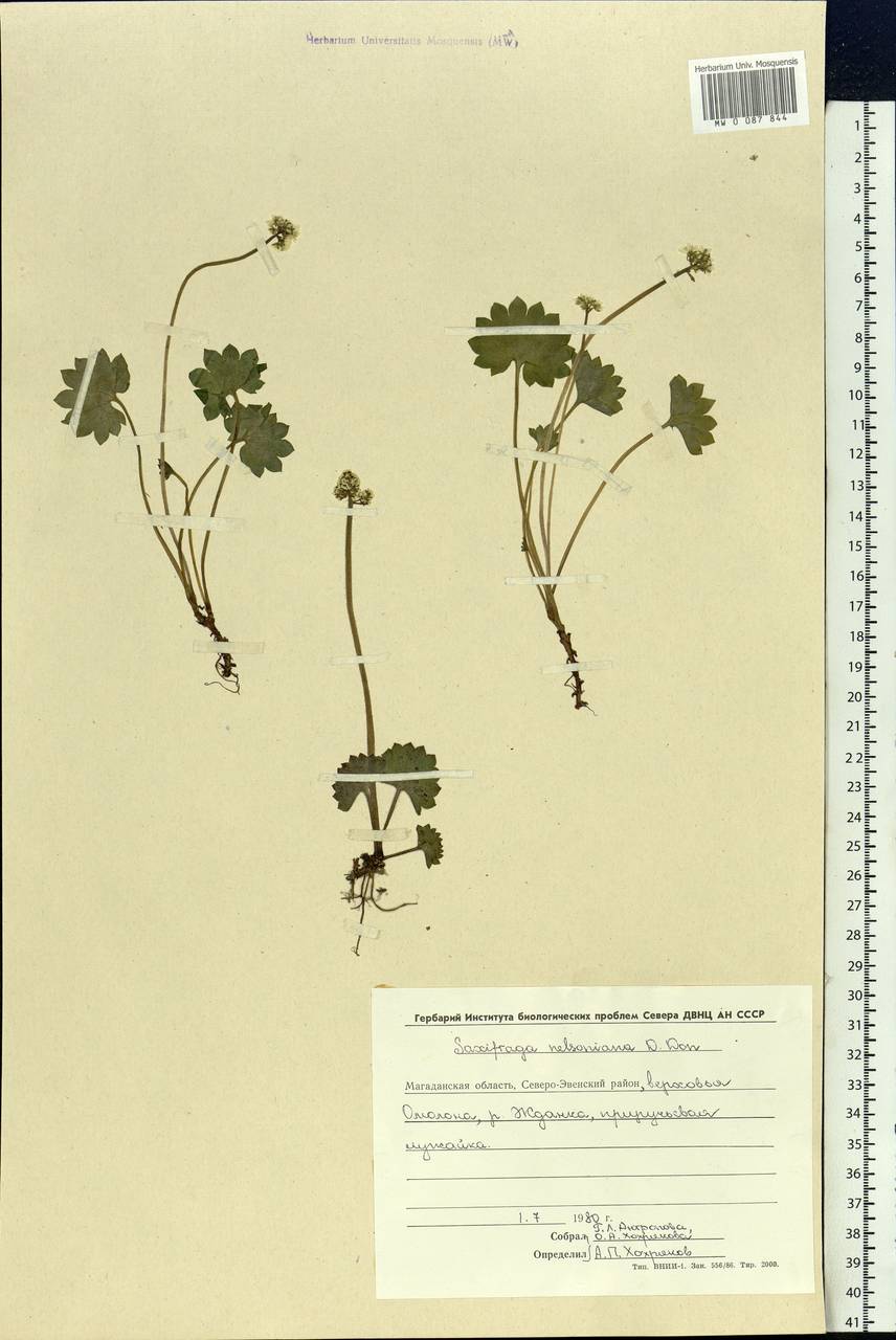 Micranthes nelsoniana subsp. nelsoniana, Siberia, Chukotka & Kamchatka (S7) (Russia)