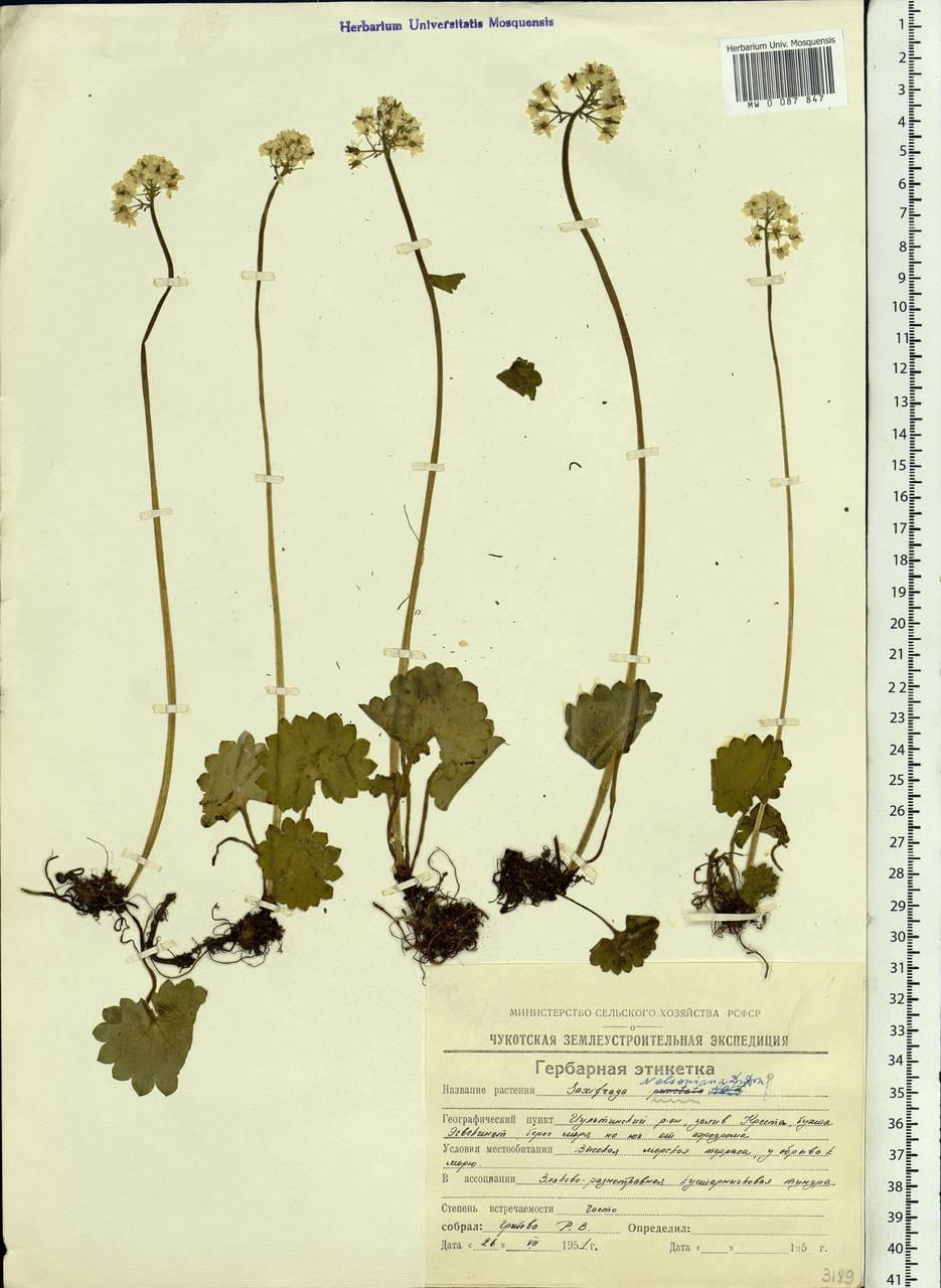 Micranthes nelsoniana subsp. nelsoniana, Siberia, Chukotka & Kamchatka (S7) (Russia)