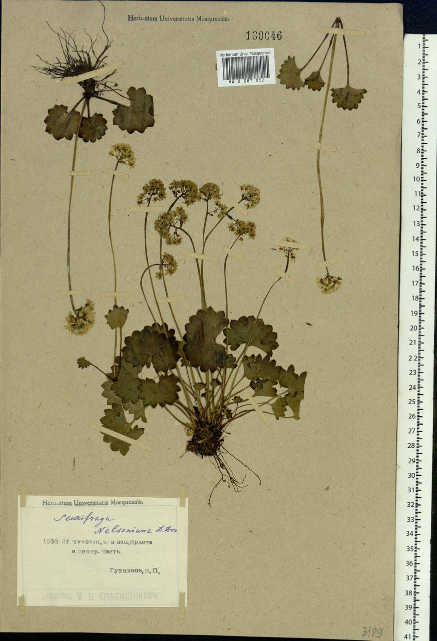 Micranthes nelsoniana subsp. nelsoniana, Siberia, Chukotka & Kamchatka (S7) (Russia)