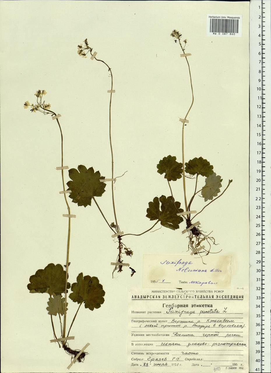 Micranthes nelsoniana subsp. nelsoniana, Siberia, Chukotka & Kamchatka (S7) (Russia)