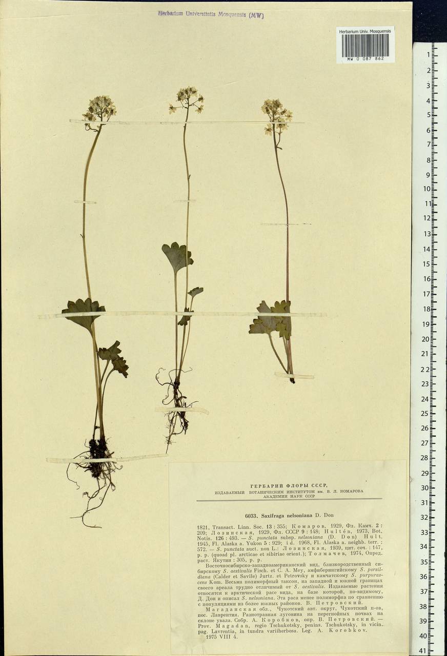 Micranthes nelsoniana subsp. nelsoniana, Siberia, Chukotka & Kamchatka (S7) (Russia)