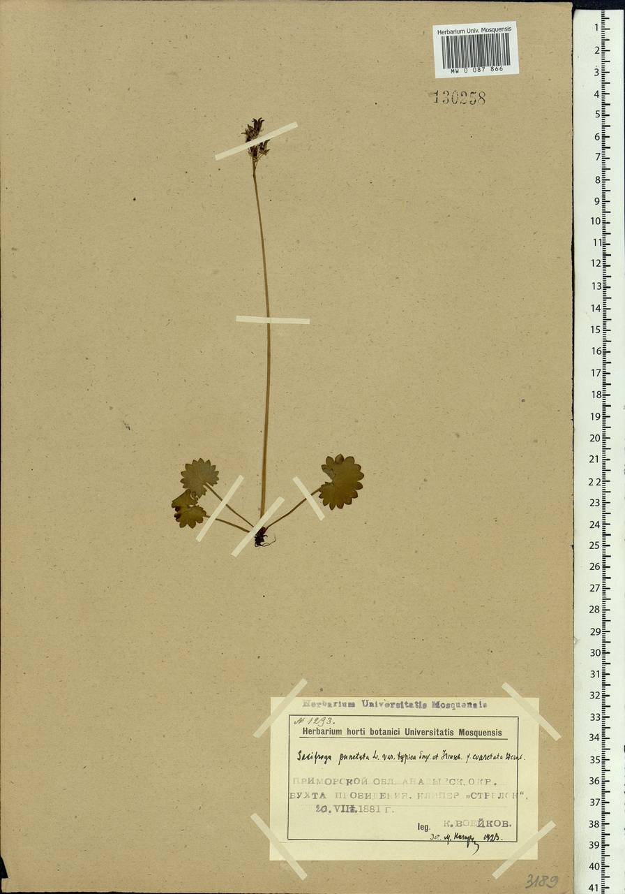 Micranthes nelsoniana subsp. nelsoniana, Siberia, Chukotka & Kamchatka (S7) (Russia)