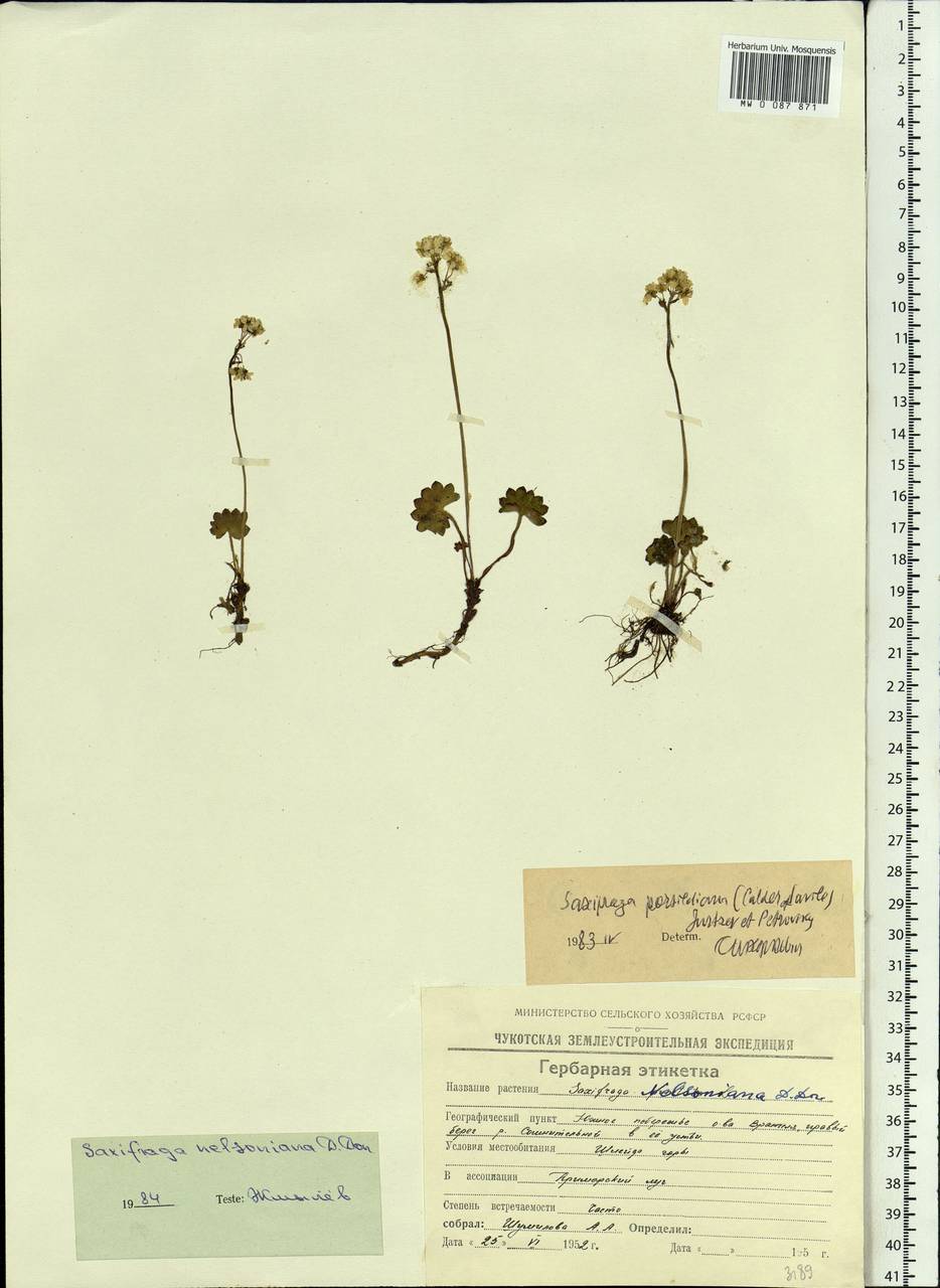 Micranthes nelsoniana subsp. nelsoniana, Siberia, Chukotka & Kamchatka (S7) (Russia)