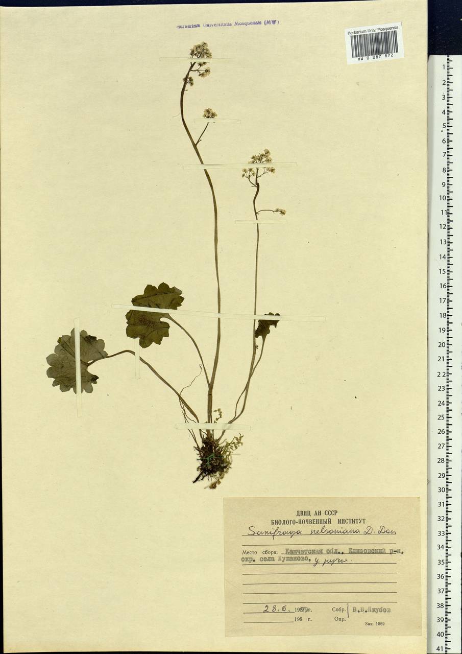 Micranthes nelsoniana subsp. nelsoniana, Siberia, Chukotka & Kamchatka (S7) (Russia)