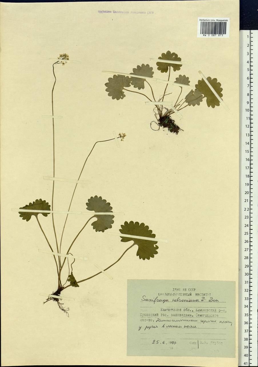 Micranthes nelsoniana subsp. nelsoniana, Siberia, Chukotka & Kamchatka (S7) (Russia)