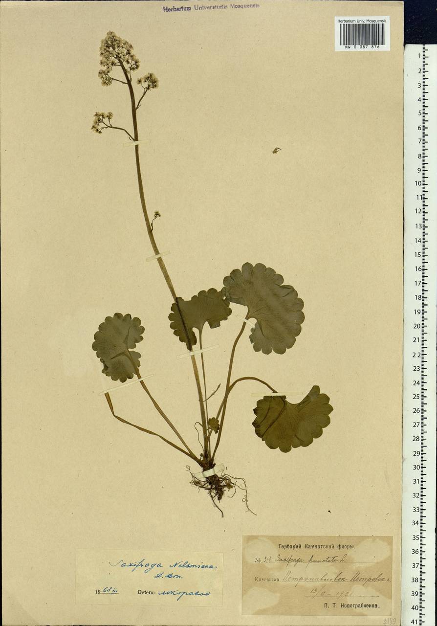 Micranthes nelsoniana subsp. nelsoniana, Siberia, Chukotka & Kamchatka (S7) (Russia)