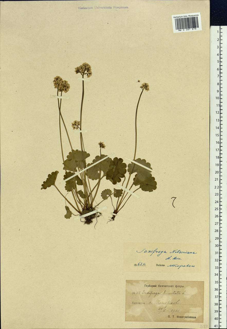Micranthes nelsoniana subsp. nelsoniana, Siberia, Chukotka & Kamchatka (S7) (Russia)