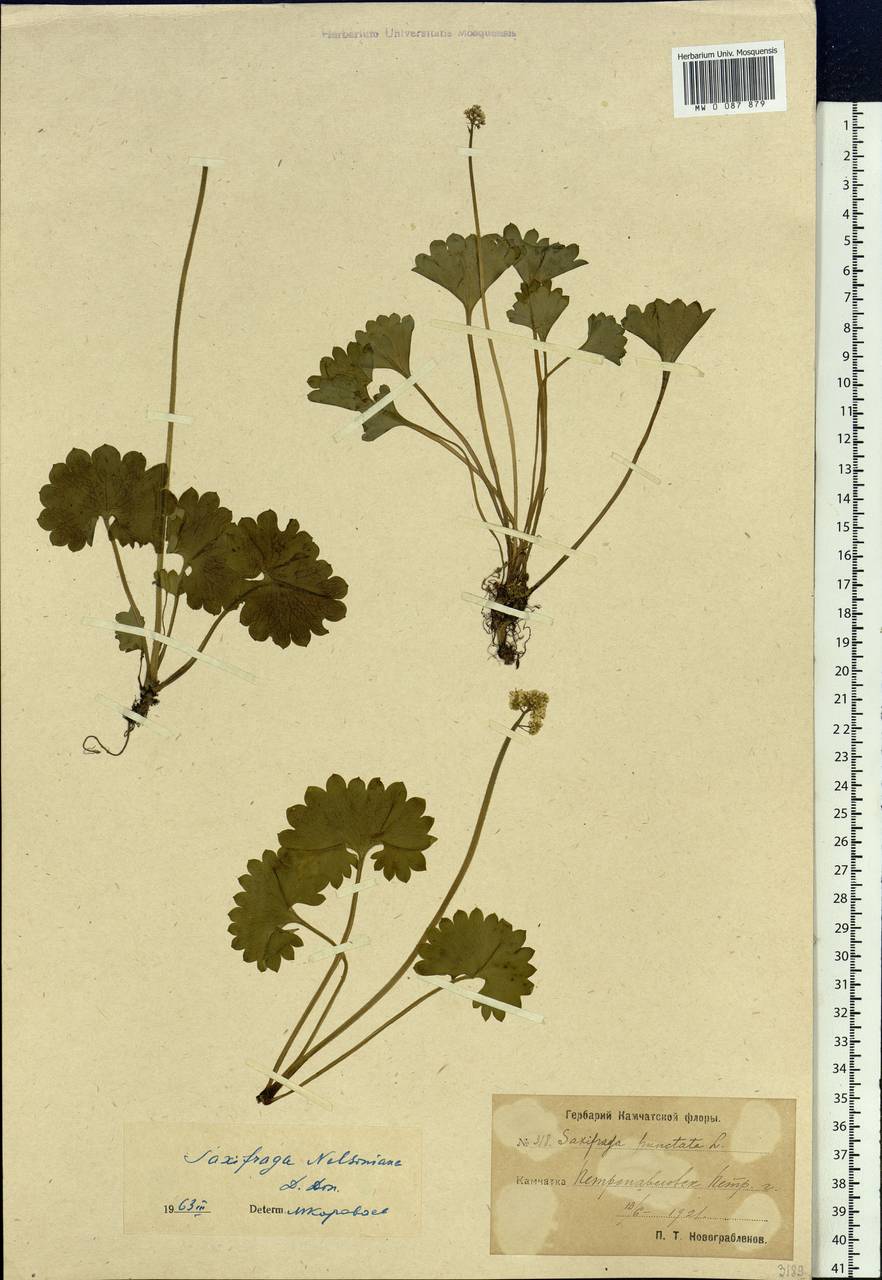 Micranthes nelsoniana subsp. nelsoniana, Siberia, Chukotka & Kamchatka (S7) (Russia)