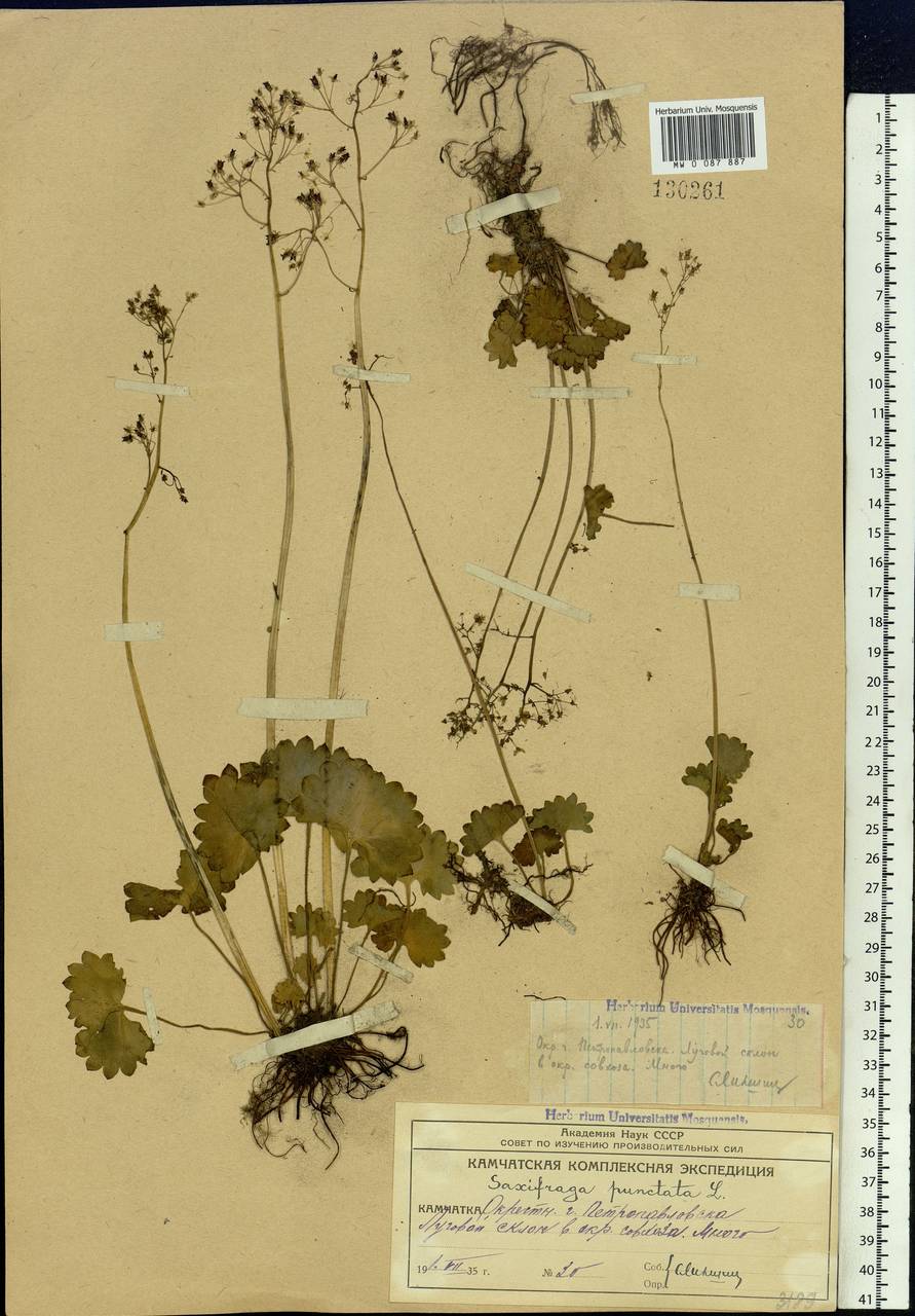 Micranthes nelsoniana subsp. nelsoniana, Siberia, Chukotka & Kamchatka (S7) (Russia)