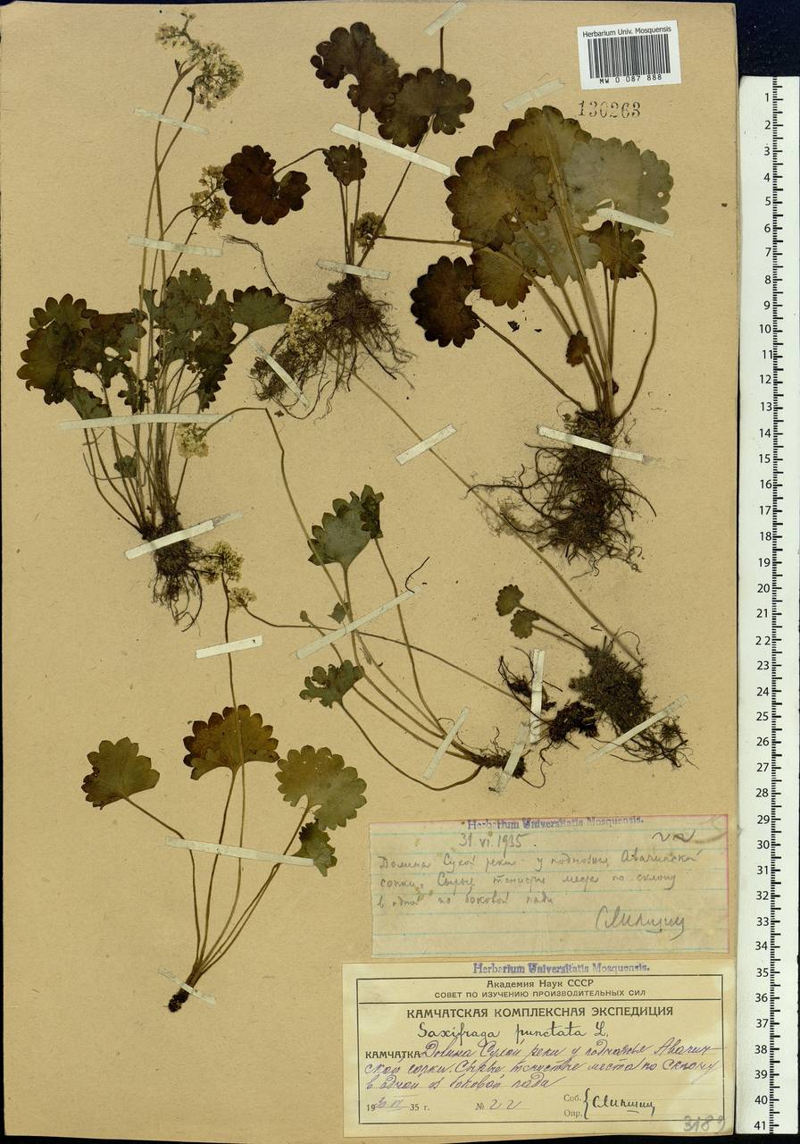 Micranthes nelsoniana subsp. nelsoniana, Siberia, Chukotka & Kamchatka (S7) (Russia)