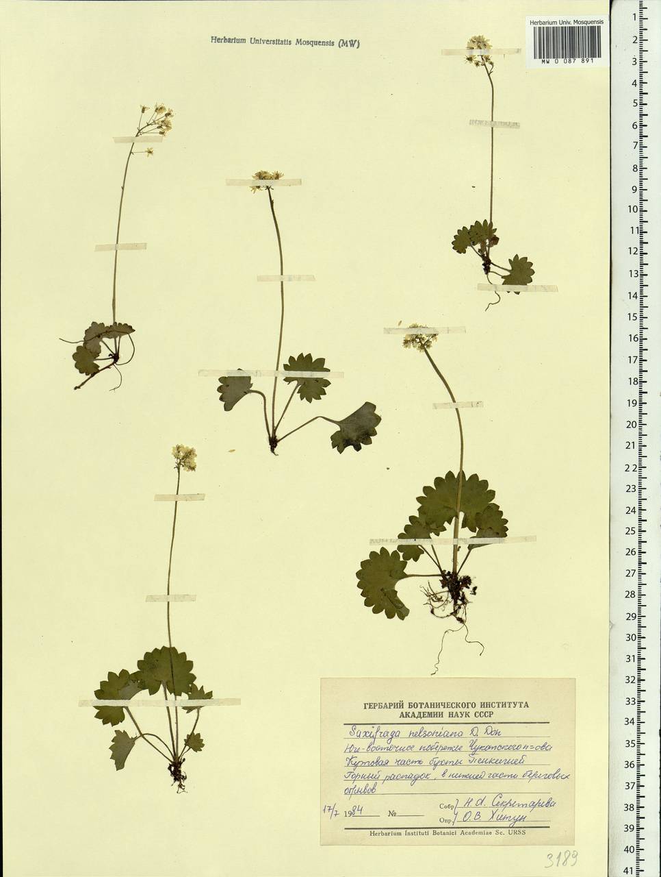 Micranthes nelsoniana subsp. nelsoniana, Siberia, Chukotka & Kamchatka (S7) (Russia)