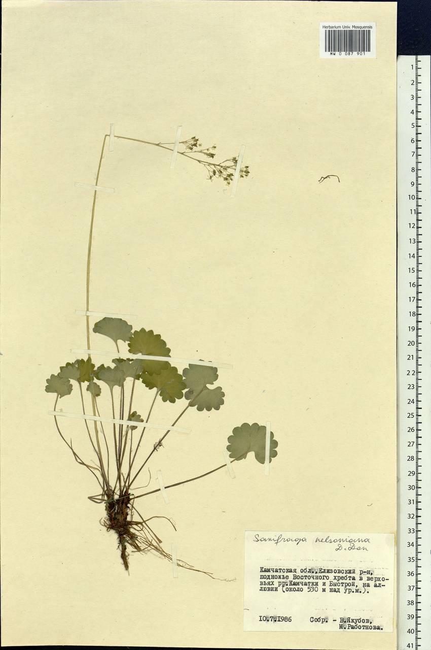 Micranthes nelsoniana subsp. nelsoniana, Siberia, Chukotka & Kamchatka (S7) (Russia)