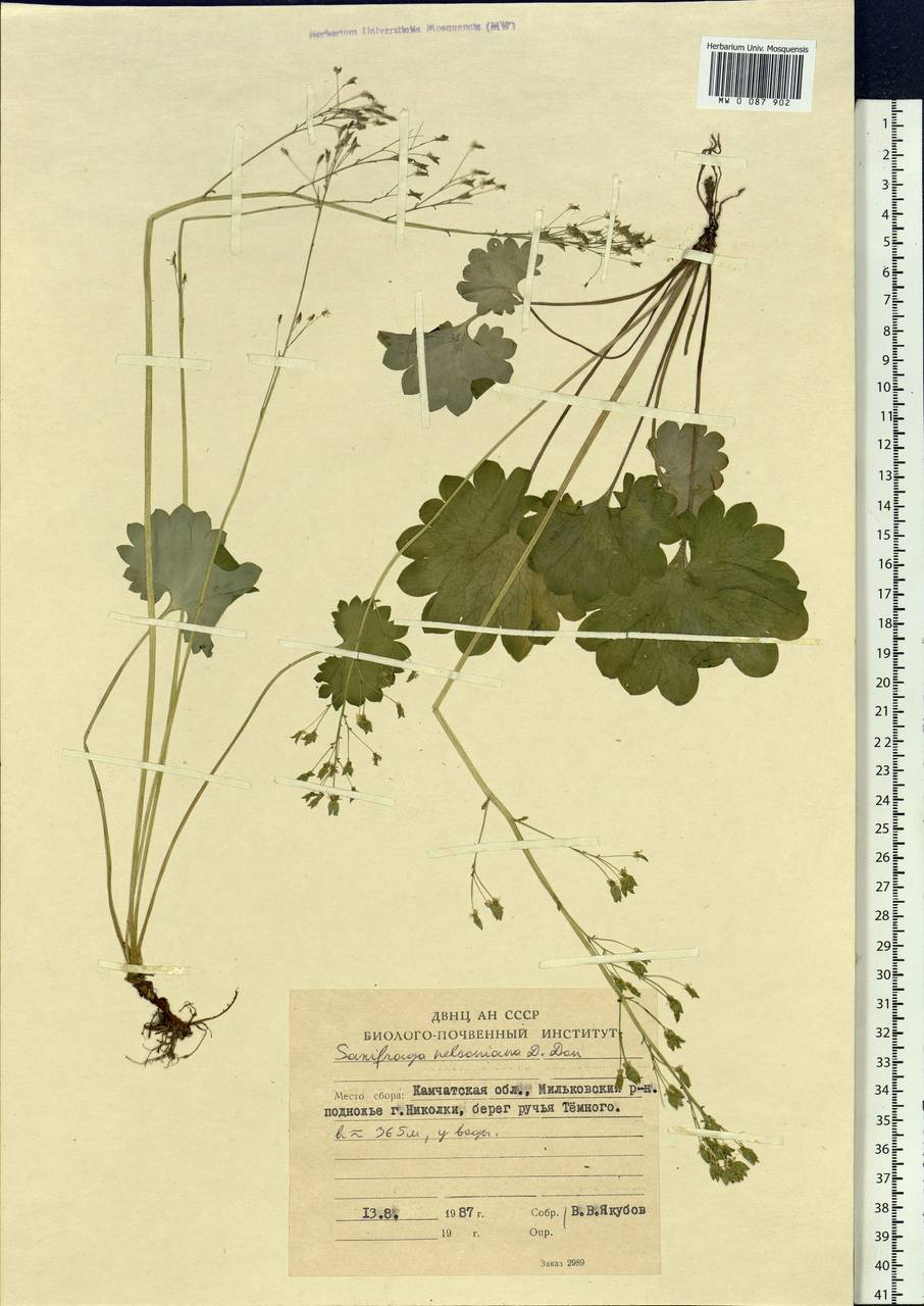 Micranthes nelsoniana subsp. nelsoniana, Siberia, Chukotka & Kamchatka (S7) (Russia)