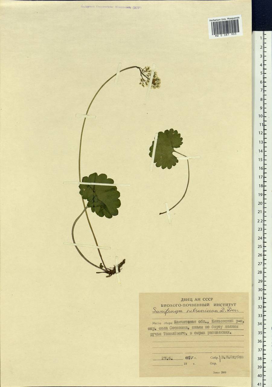 Micranthes nelsoniana subsp. nelsoniana, Siberia, Chukotka & Kamchatka (S7) (Russia)