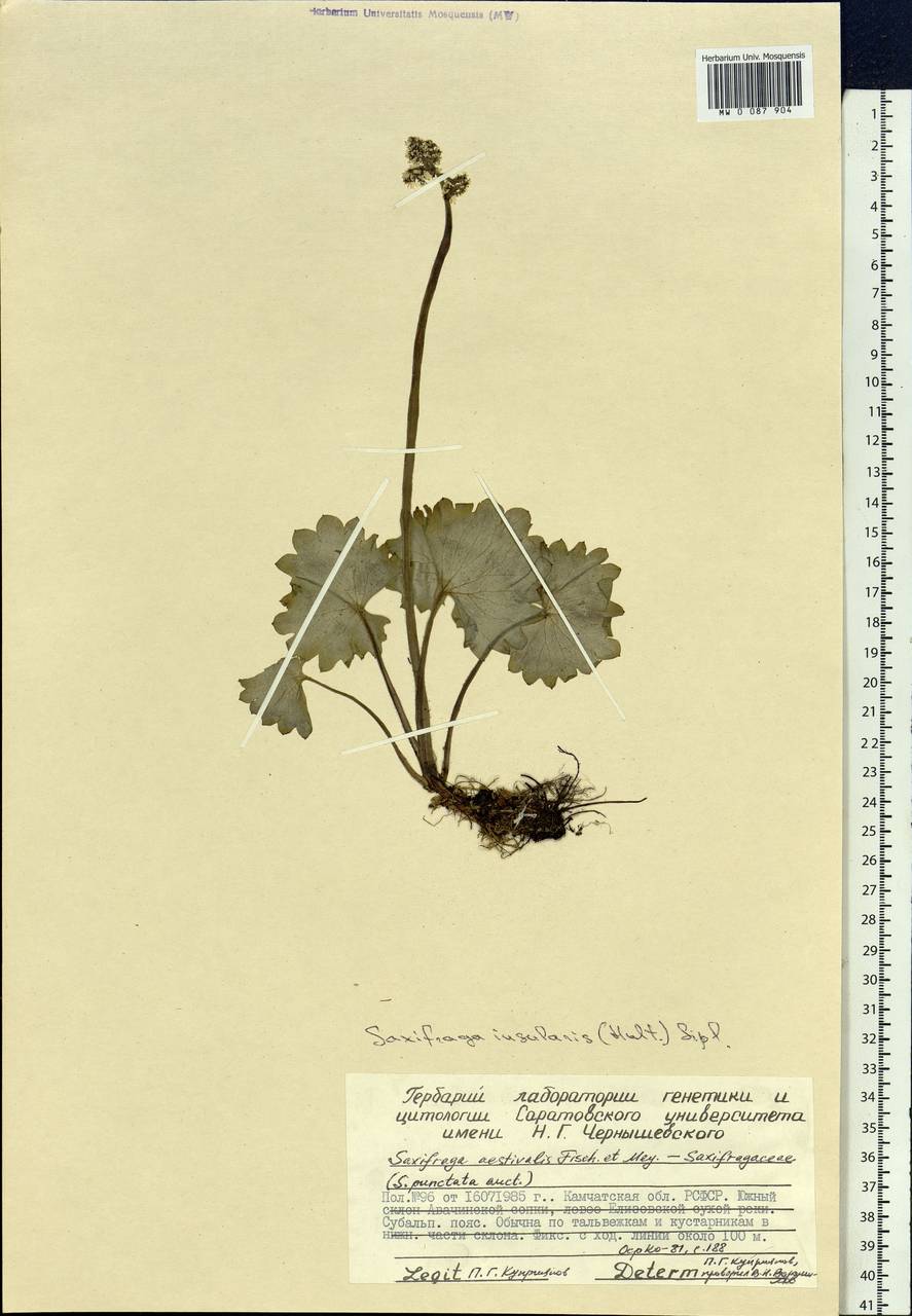 Micranthes nelsoniana subsp. nelsoniana, Siberia, Chukotka & Kamchatka (S7) (Russia)