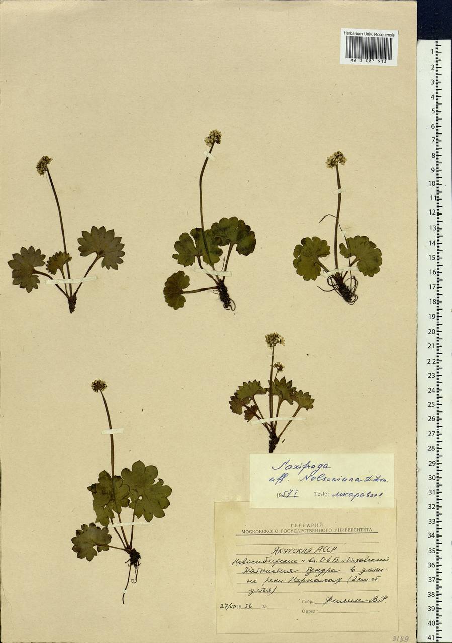 Micranthes nelsoniana subsp. nelsoniana, Siberia, Yakutia (S5) (Russia)