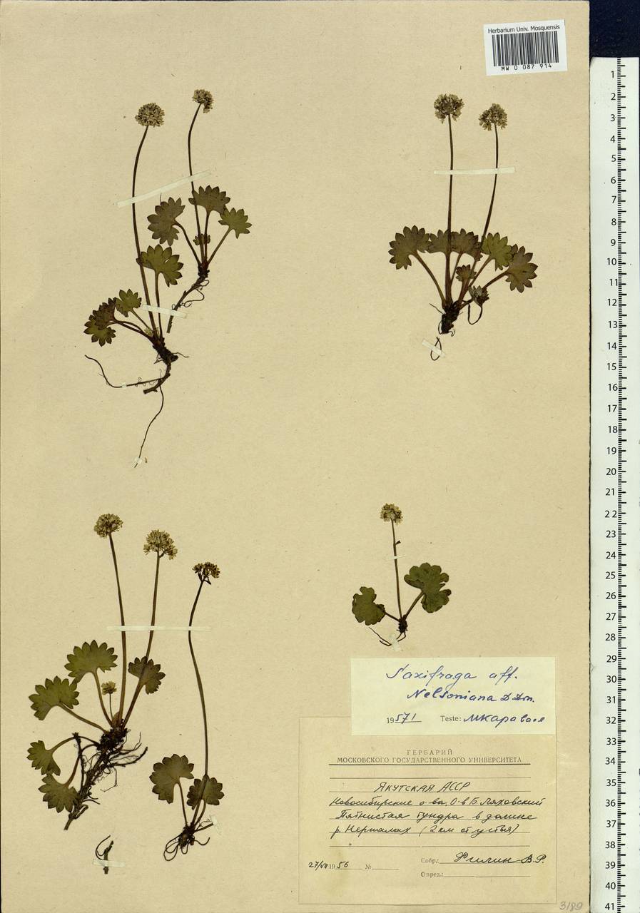 Micranthes nelsoniana subsp. nelsoniana, Siberia, Yakutia (S5) (Russia)