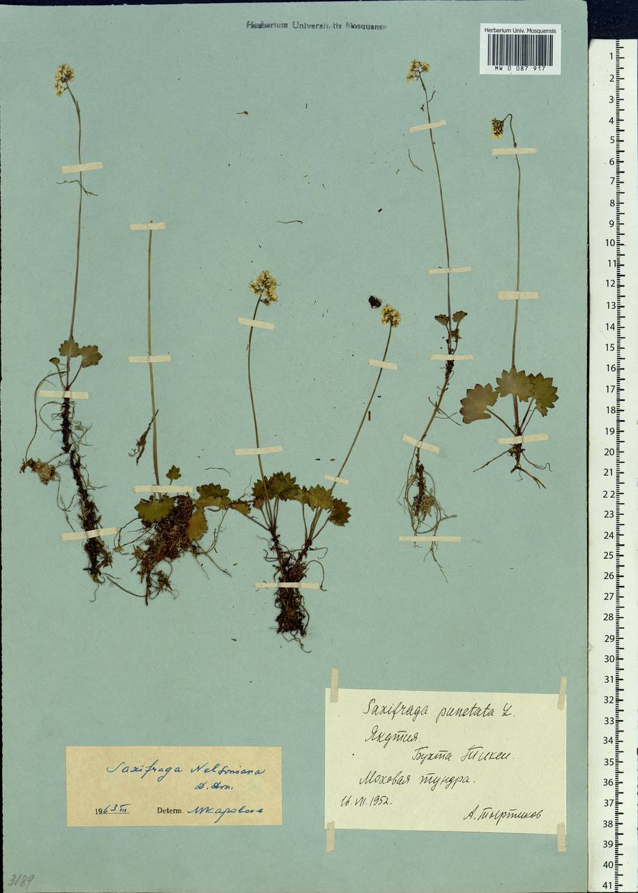 Micranthes nelsoniana subsp. nelsoniana, Siberia, Yakutia (S5) (Russia)