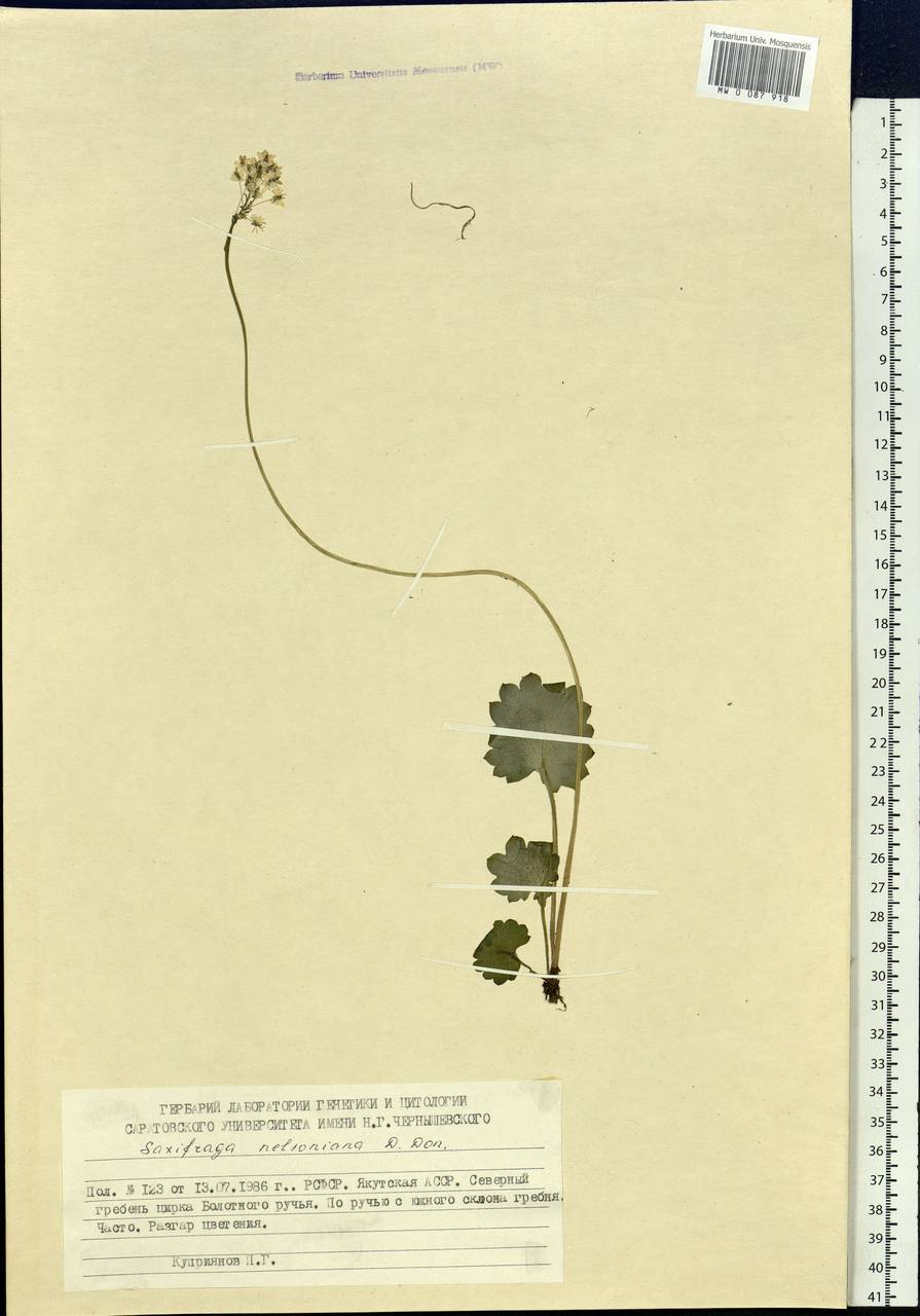 Micranthes nelsoniana subsp. nelsoniana, Siberia, Yakutia (S5) (Russia)