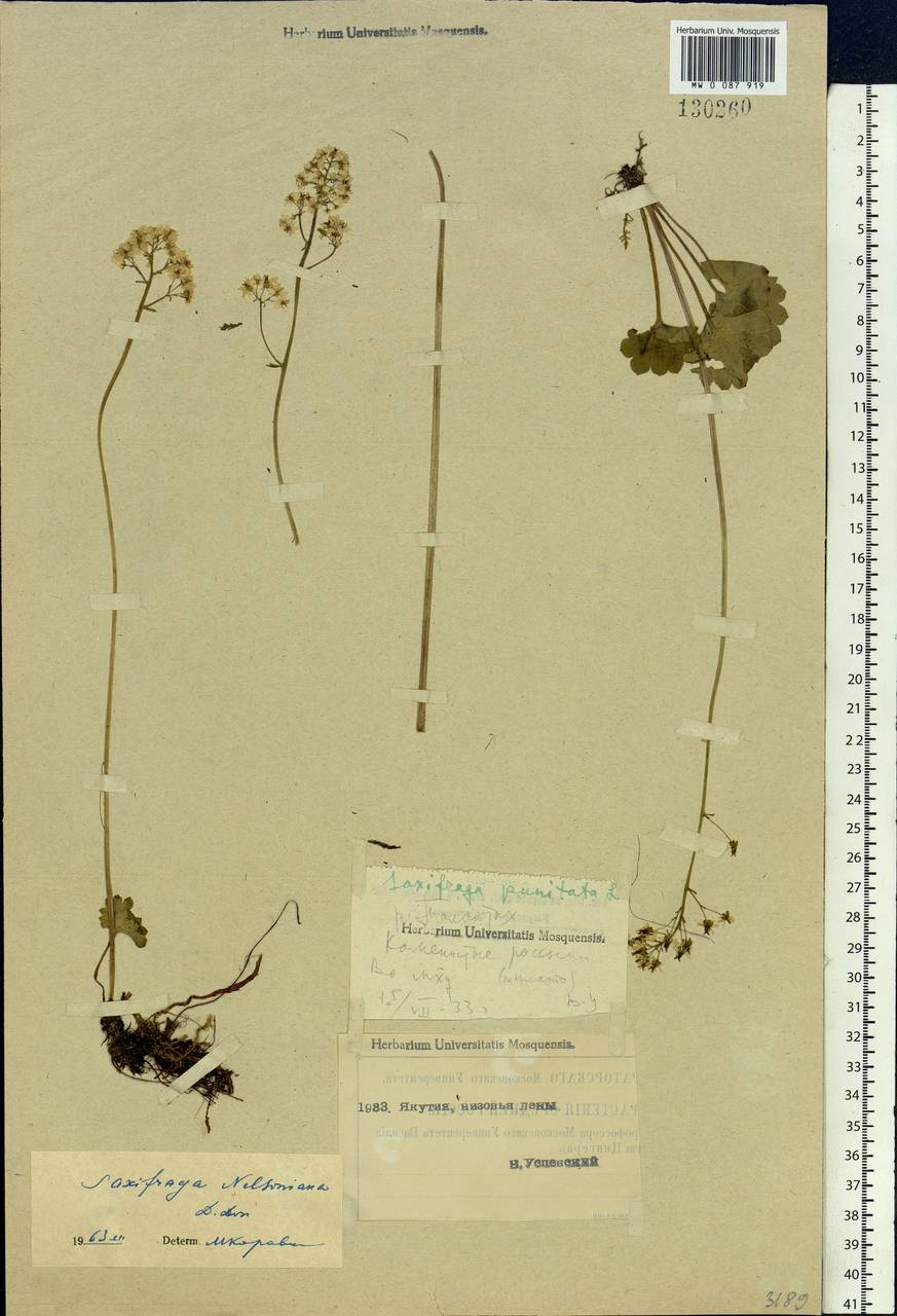 Micranthes nelsoniana subsp. nelsoniana, Siberia, Yakutia (S5) (Russia)