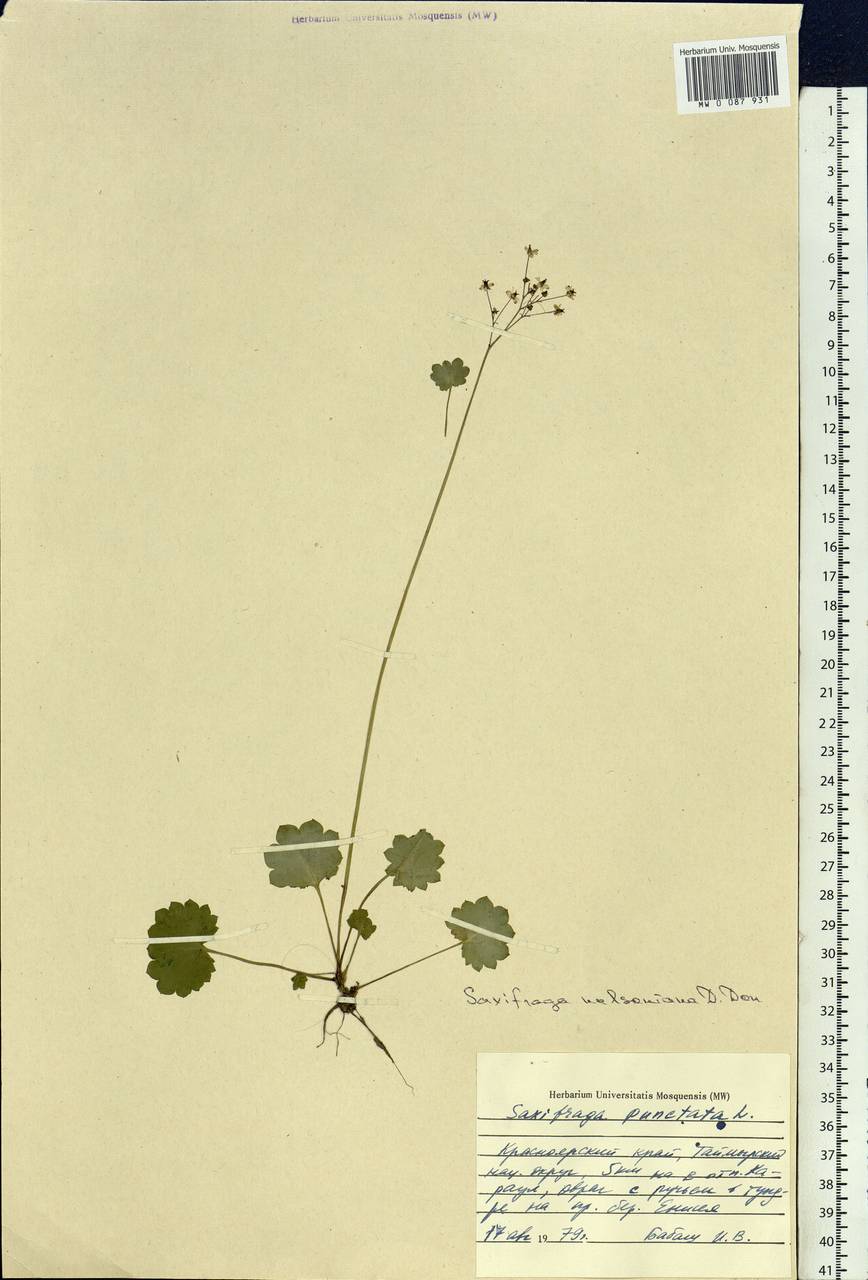 Micranthes nelsoniana subsp. nelsoniana, Siberia, Central Siberia (S3) (Russia)