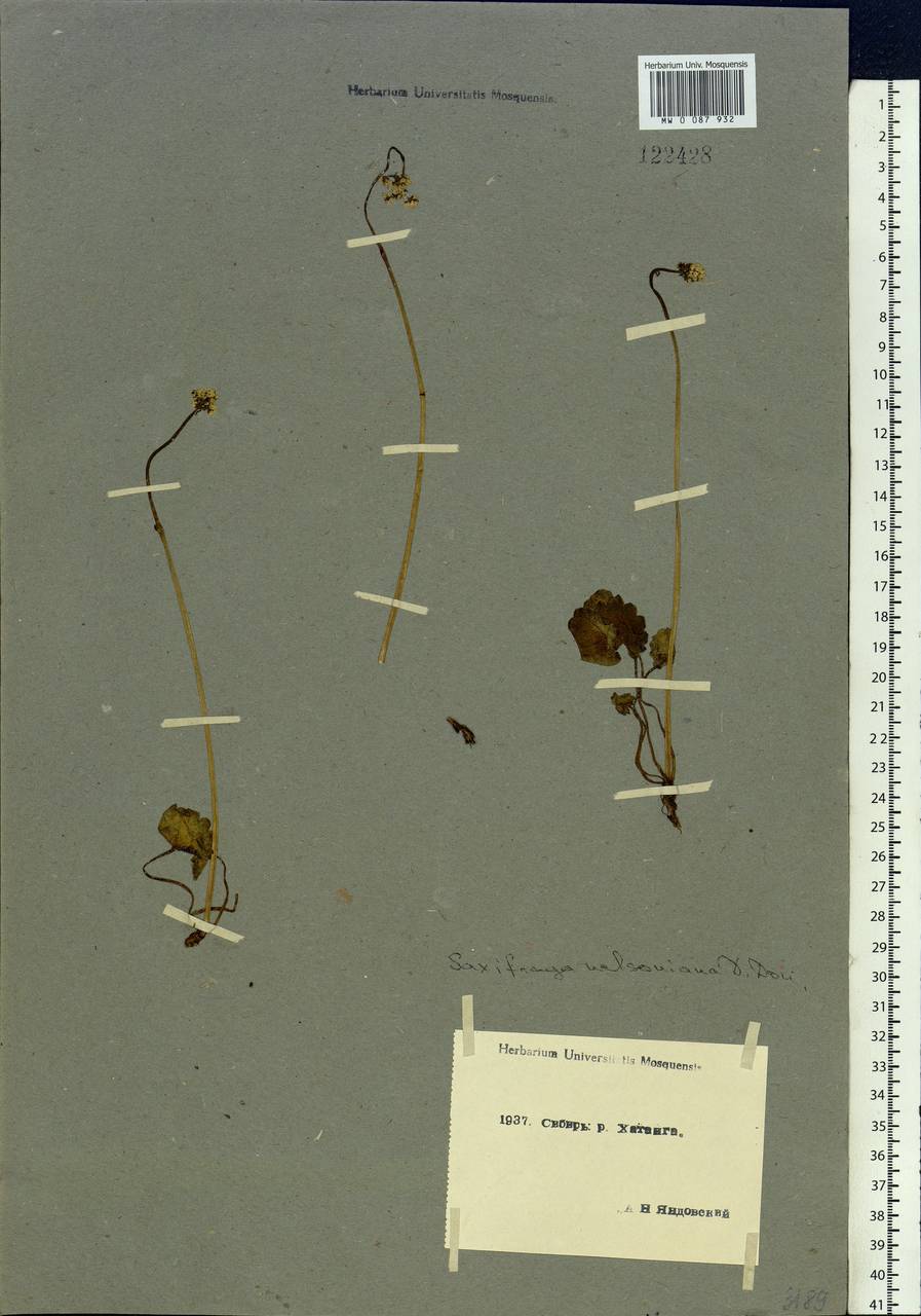 Micranthes nelsoniana subsp. nelsoniana, Siberia, Central Siberia (S3) (Russia)