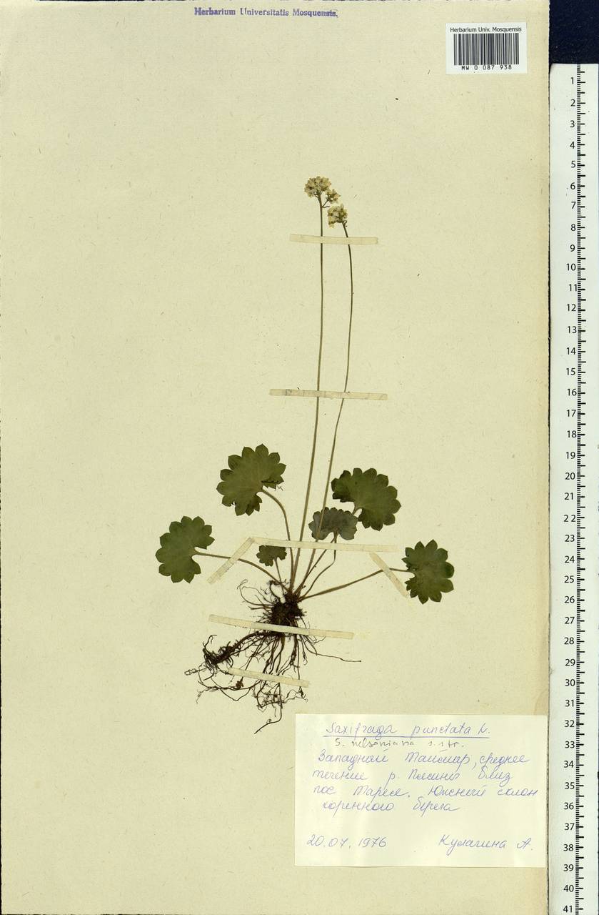 Micranthes nelsoniana subsp. nelsoniana, Siberia, Central Siberia (S3) (Russia)