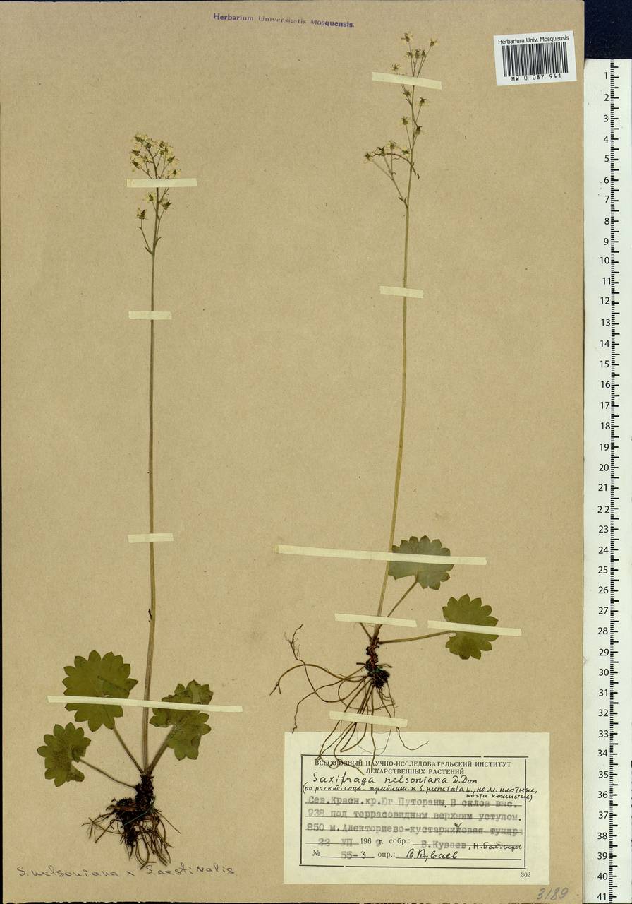 Micranthes nelsoniana subsp. nelsoniana, Siberia, Central Siberia (S3) (Russia)