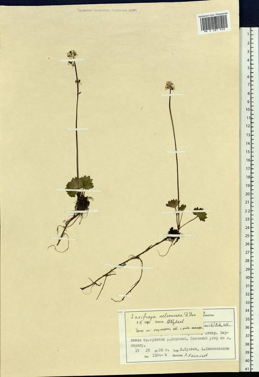 Micranthes nelsoniana subsp. nelsoniana, Siberia, Central Siberia (S3) (Russia)