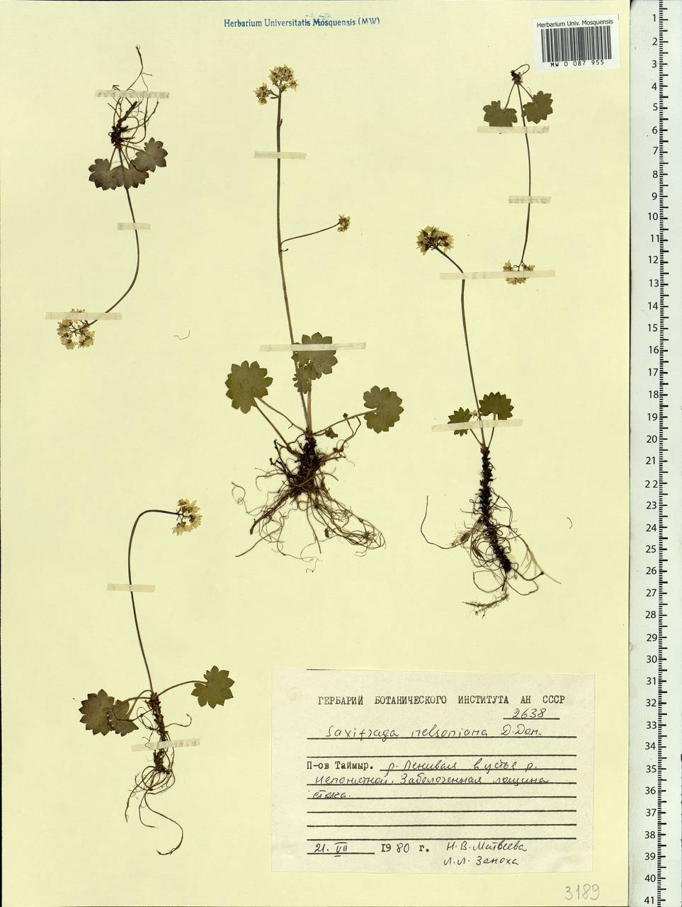 Micranthes nelsoniana subsp. nelsoniana, Siberia, Central Siberia (S3) (Russia)