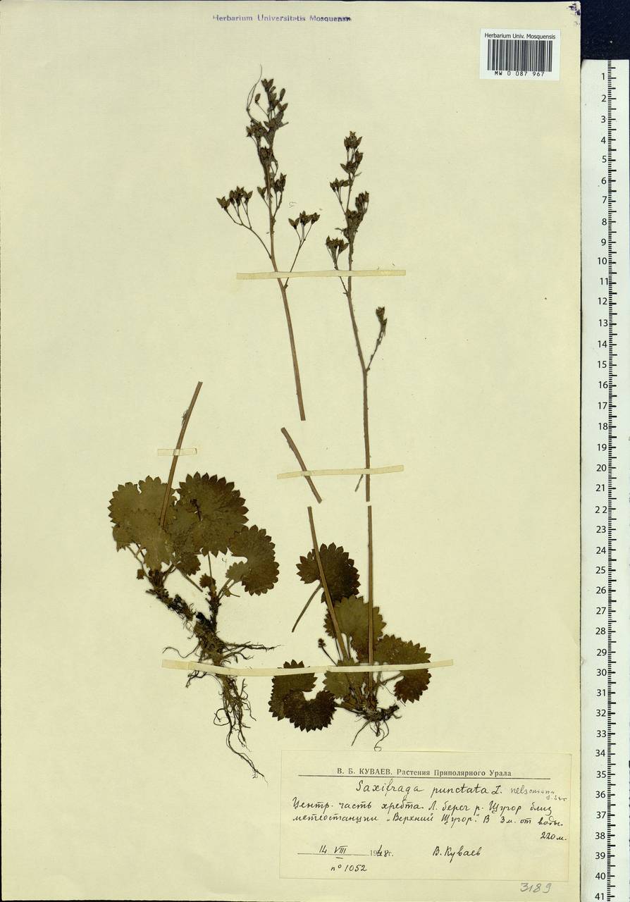 Micranthes nelsoniana subsp. nelsoniana, Eastern Europe, Northern region (E1) (Russia)